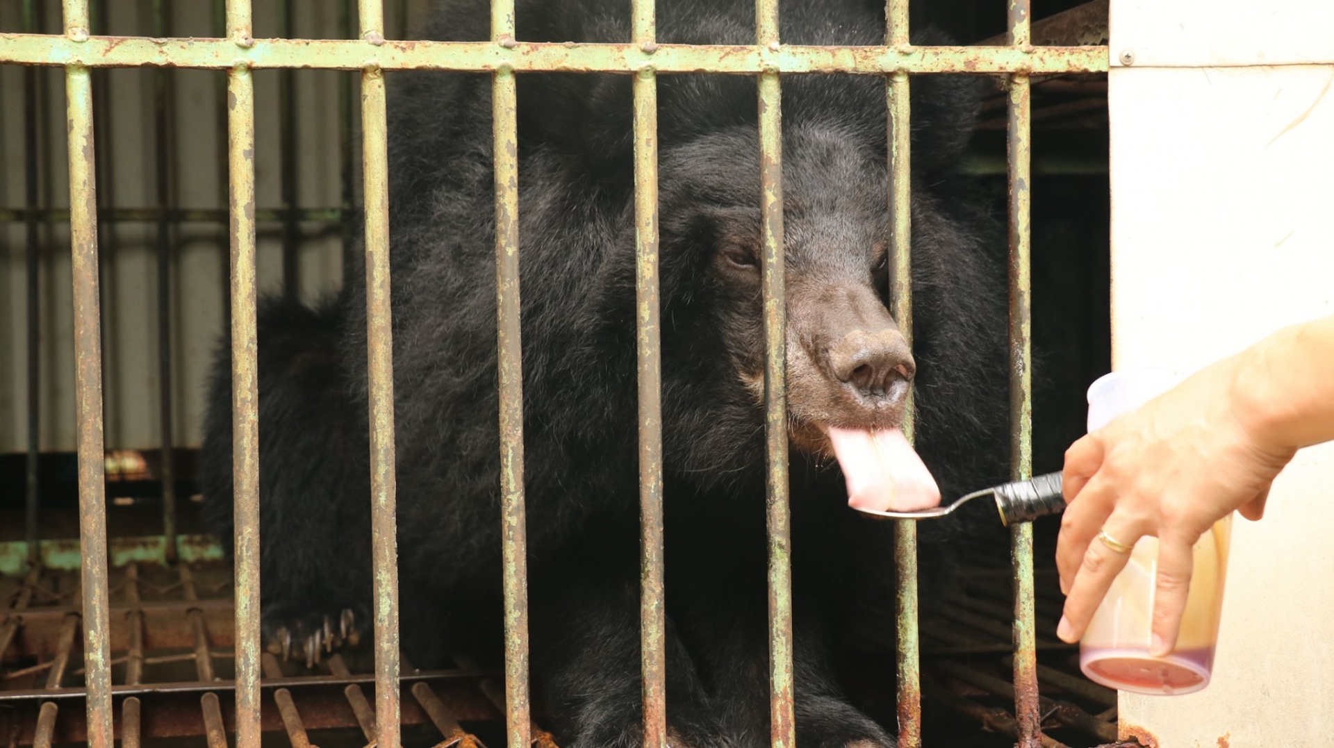 gia lai becomes newst bear farm free province in vietnam